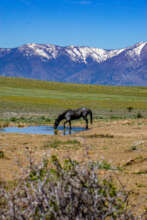 Wild Horse at Fish Springs