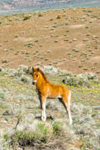 Wild Foal at Fish Springs