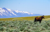 Protect Nevada's Fish Springs Wild Horses