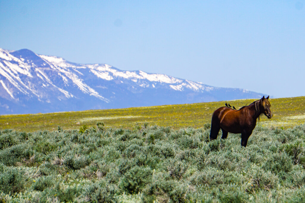 Protect Nevada's Fish Springs Wild Horses