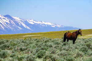Protect Nevada's Fish Springs Wild Horses