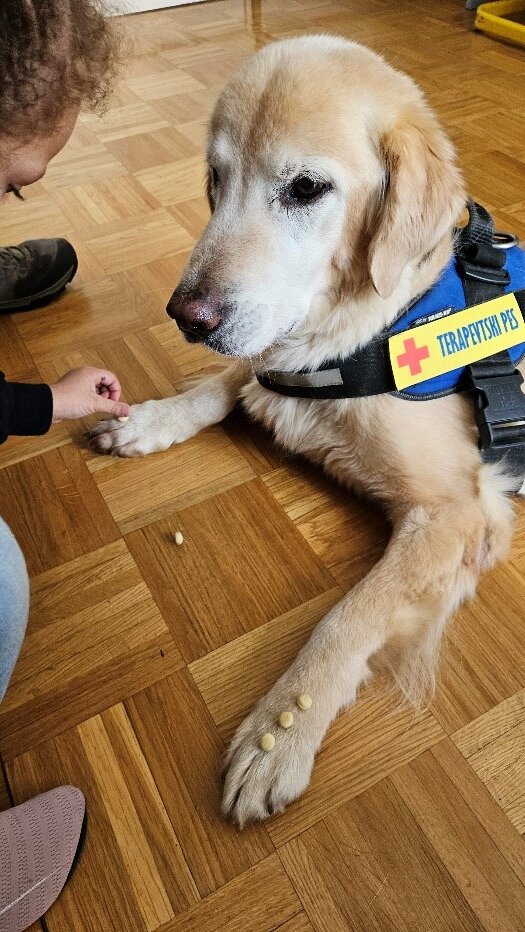 Empowering Children to Overcome Fear of Dog