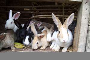 Rabbits