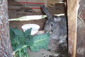 Rabbits