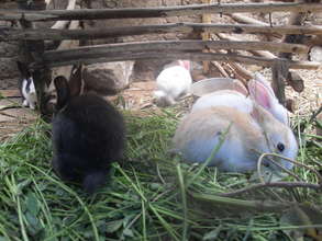 Rabbits