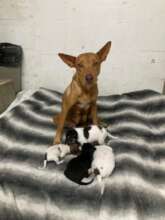 Alpharetta and her 4 pups