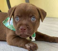 Anakin - one of the many puppies we have rescued