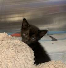One of the many kittens rescued recently