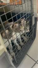 More kittens delivered to the shelter