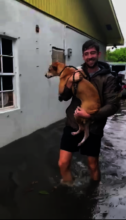 A volunteer helping to evacuate dogs from flooding