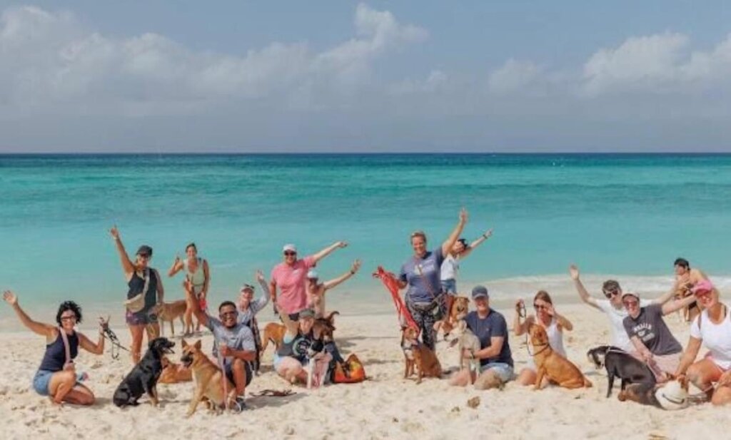 Save Homeless Cats and Dogs in the Cayman Islands