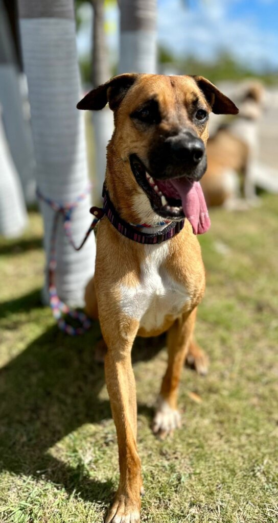 Save Homeless Cats and Dogs in the Cayman Islands