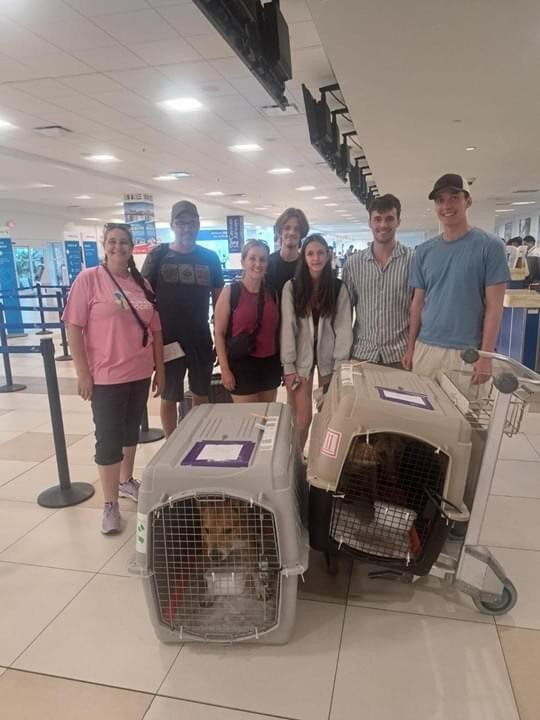Save Homeless Cats and Dogs in the Cayman Islands