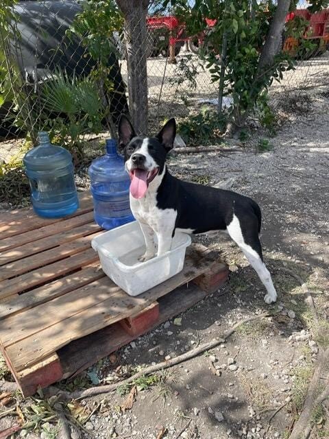 Save Homeless Cats and Dogs in the Cayman Islands