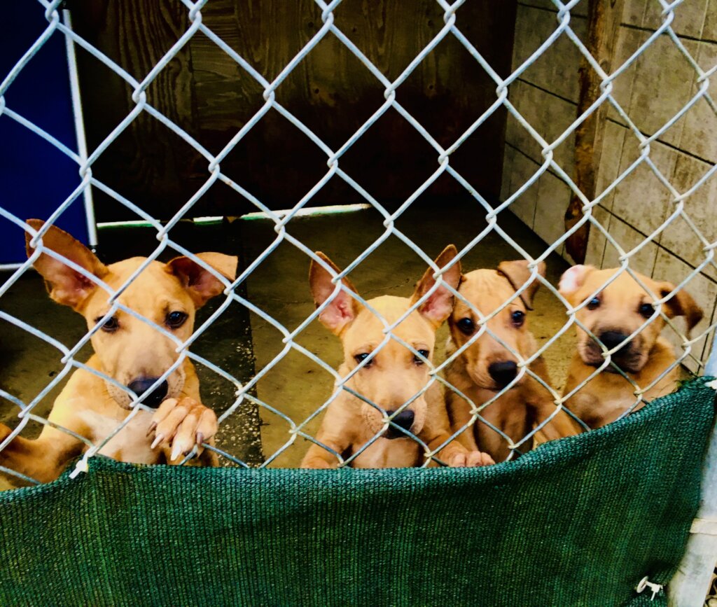 The Plight of Homeless Dogs and Cats How You Can Help