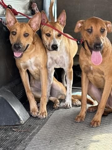 Save Homeless Cats and Dogs in the Cayman Islands