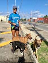 Dog walking