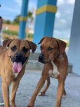 Puppies out for a walk