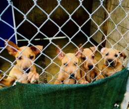 Puppies in the shelter