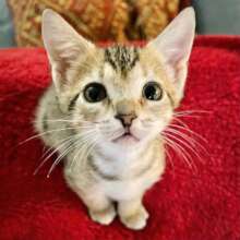 Kitten