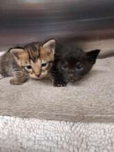 Recently rescued kittens