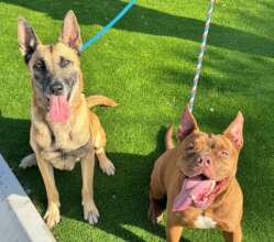 Coco & Asterix