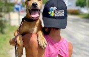Save Homeless Cats and Dogs in the Cayman Islands