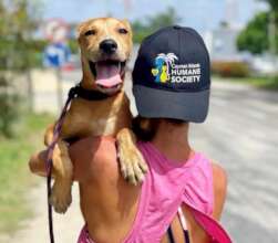 Save Homeless Cats and Dogs in the Cayman Islands