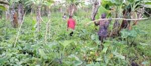 Granda children supporting the beans with cassava