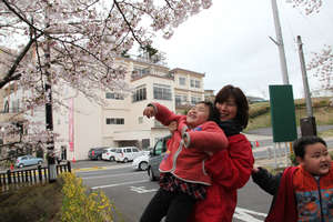Cherry blossoms will bloom again in Fukushima