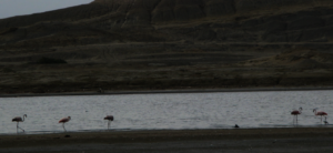 Flamingoes at Negritos Ecotourism trail wetlands