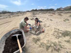 Fertilising the reforestation site with compost