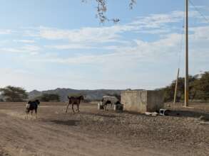 Goats and troughs at the Sichez pastoral community