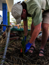 Replanting vetiver slips at the greywater wetland