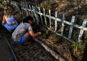 Replanting vetiver slips at the greywater wetland
