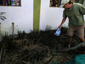 Replanting vetiver slips at the greywater wetland