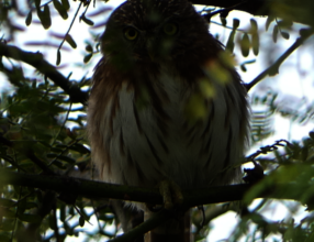 Peruvian Pygmy Owl spotted on Piedritas trail