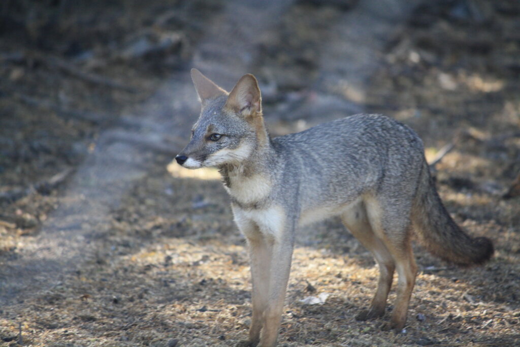 Community-Driven Conservation of Peru's Dry Forest
