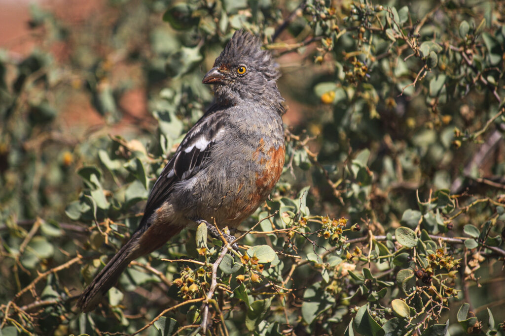 Community-Driven Conservation of Peru's Dry Forest