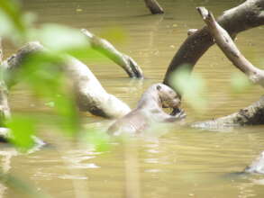 Endangered River Otter