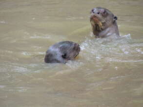 Endangered Giant Amazon River Otter