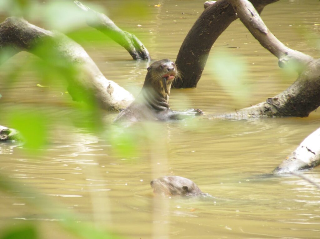 Suport Women Scientists Saving Endangered Wildlife - GlobalGiving