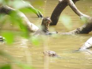 One of Yeimi's many endangered research subjects