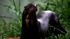 Suport Women Scientists Saving Endangered Wildlife