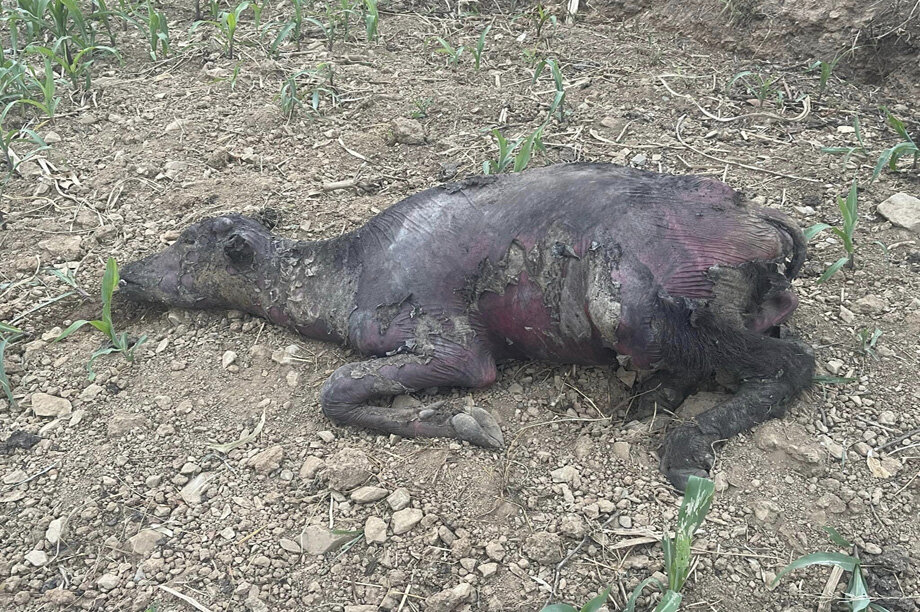 Help Three Fire-affected Families in Rural Nepal