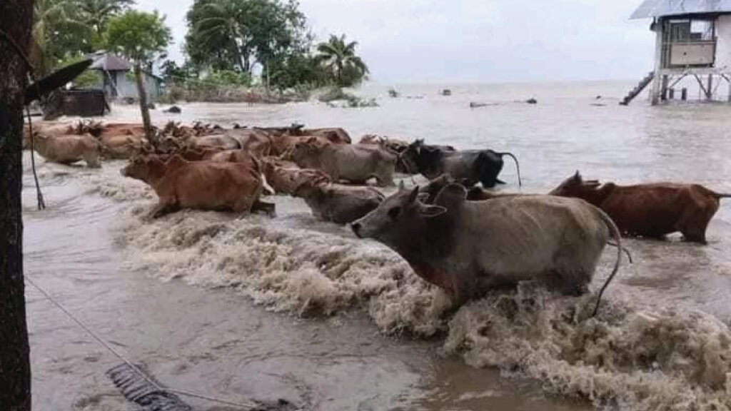 Relief and rehabilitation of cyclone victims