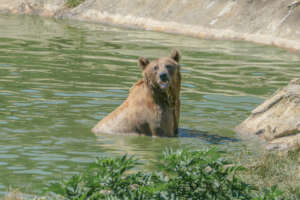 Grisha in the pool at Libearty Bear Sanctuary