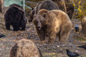 Bear Grisha eating