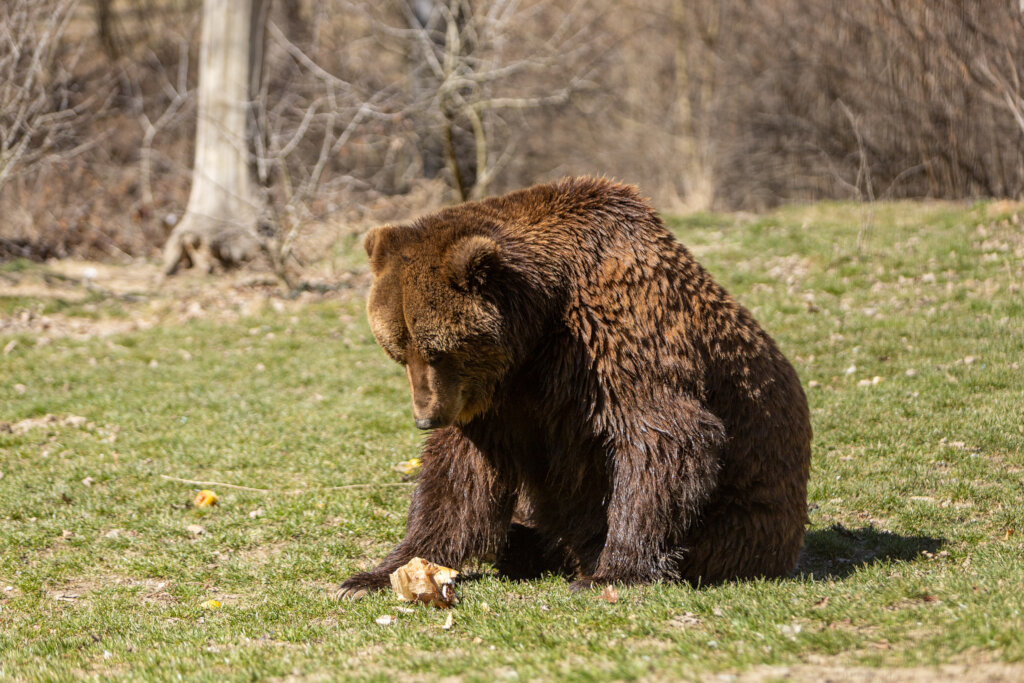 Bolik eating