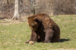 Bolik eating